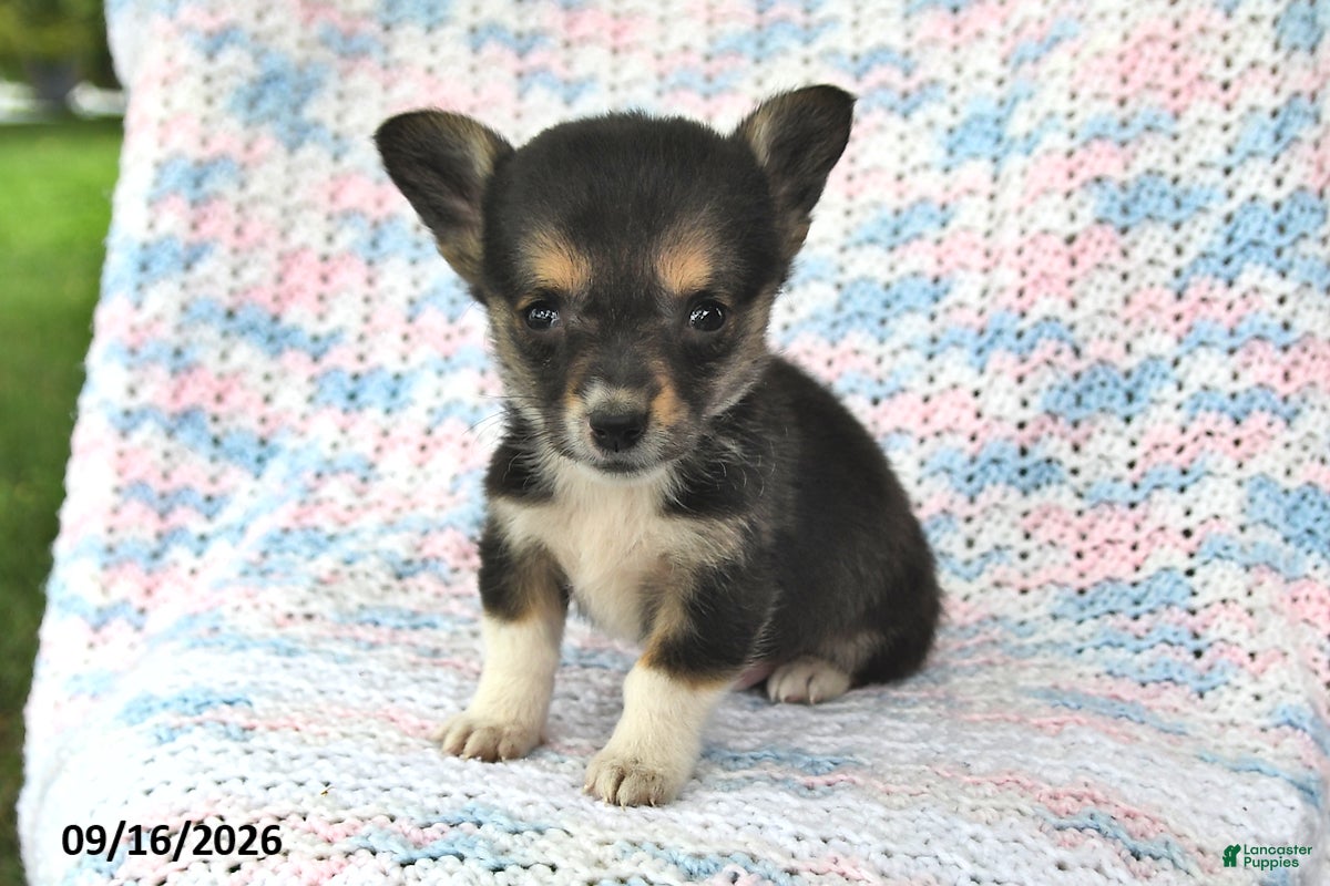 Welsh Corgi Pembroke dogs Alex - Ad 2