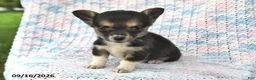 Welsh Corgi Pembroke dogs for sale: Alex - Ad 2