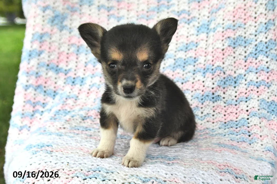 Welsh Corgi Pembroke dogs for sale: Alex - Ad 2