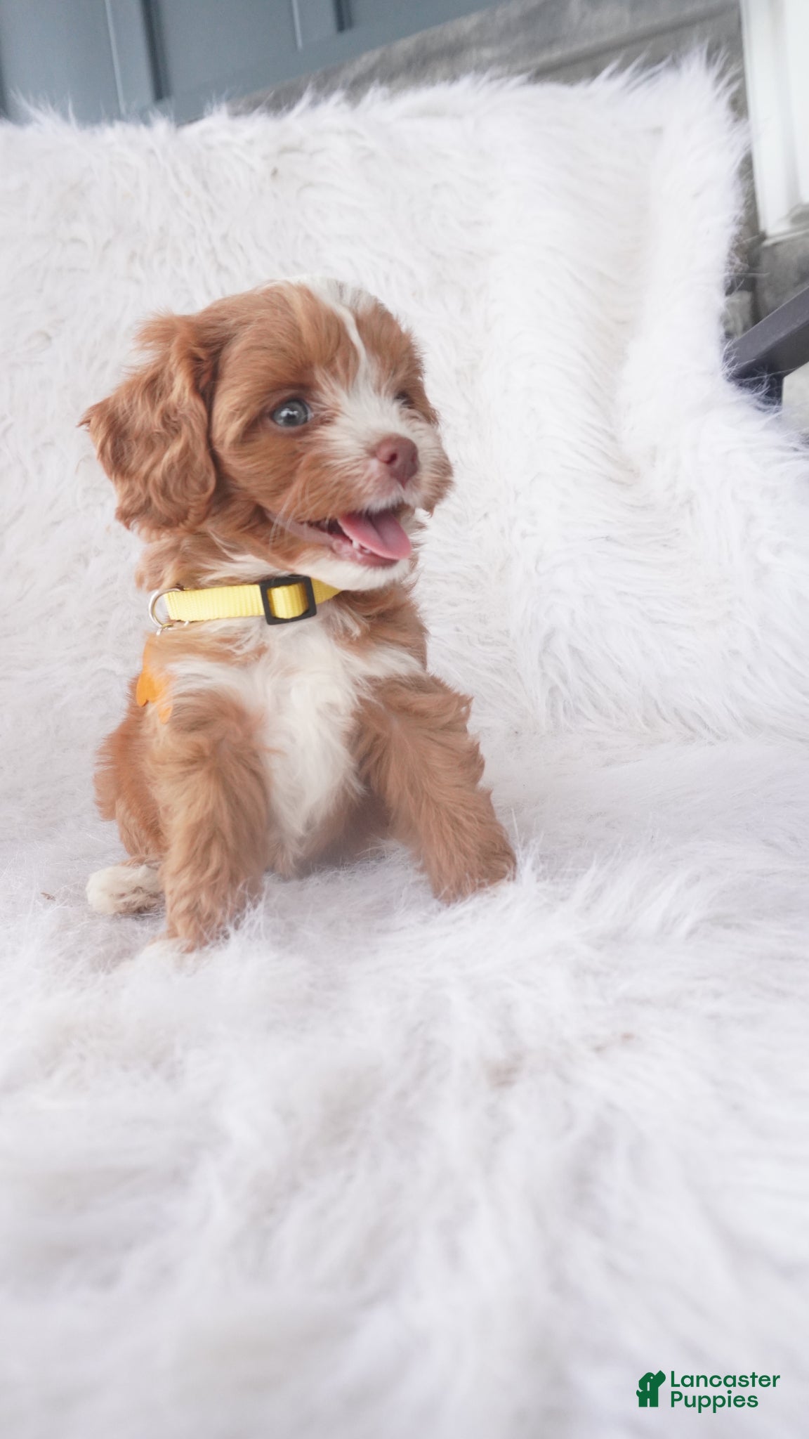 Cavapoo dogs Jacy  - Ad 1