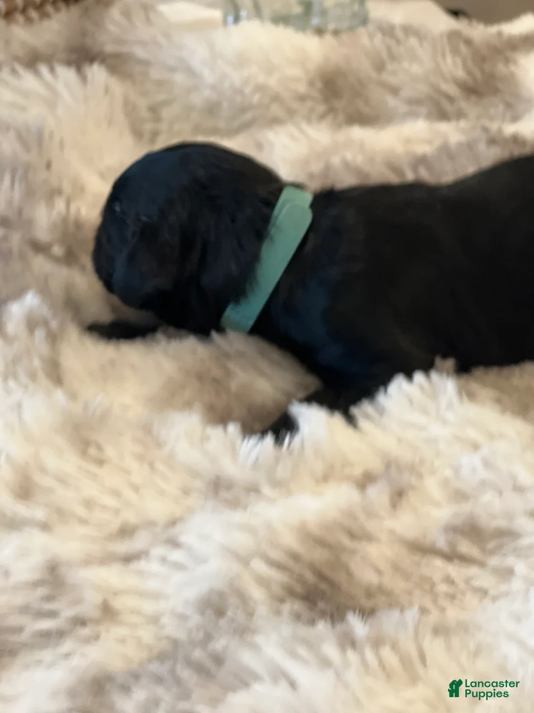 Giant Schnauzer dogs for sale: Edmund - Ad 3