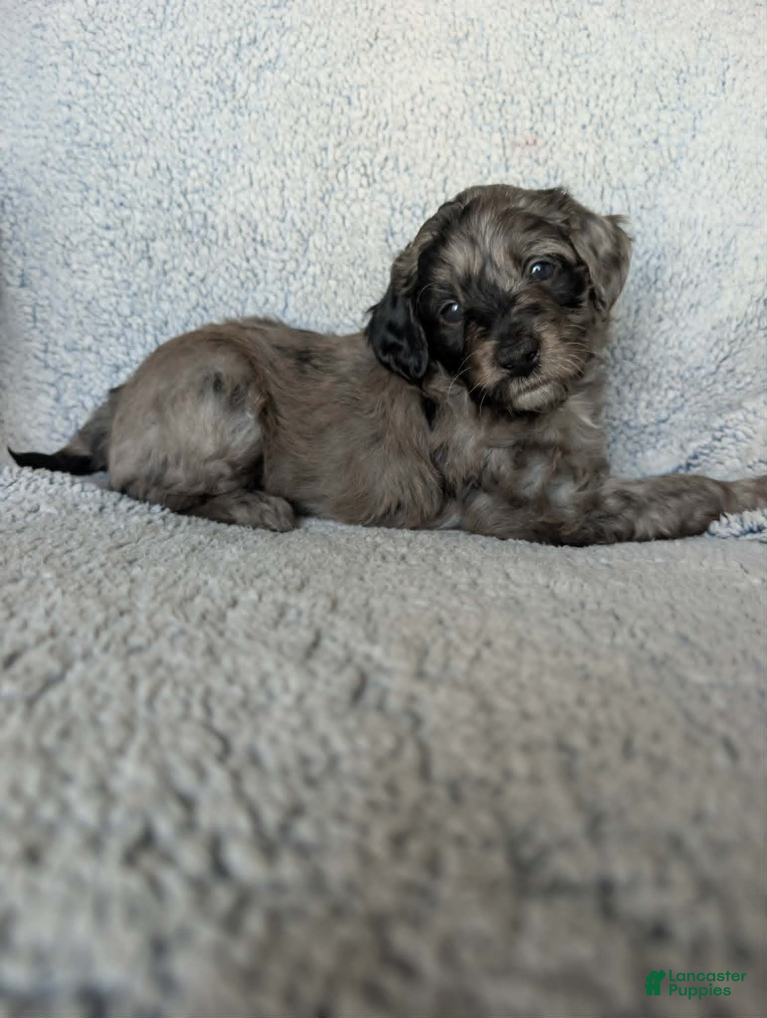 Mixed Breed dogs Coco - Ad 4