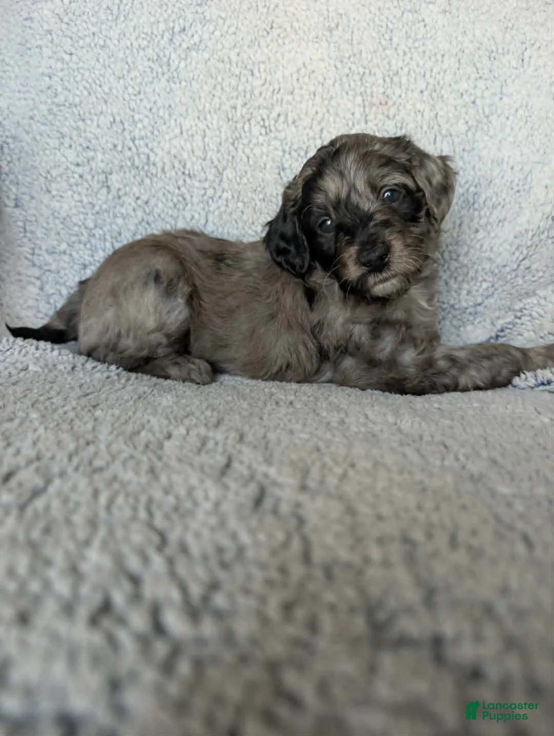 Mixed Breed dogs for sale: Coco - Ad 1