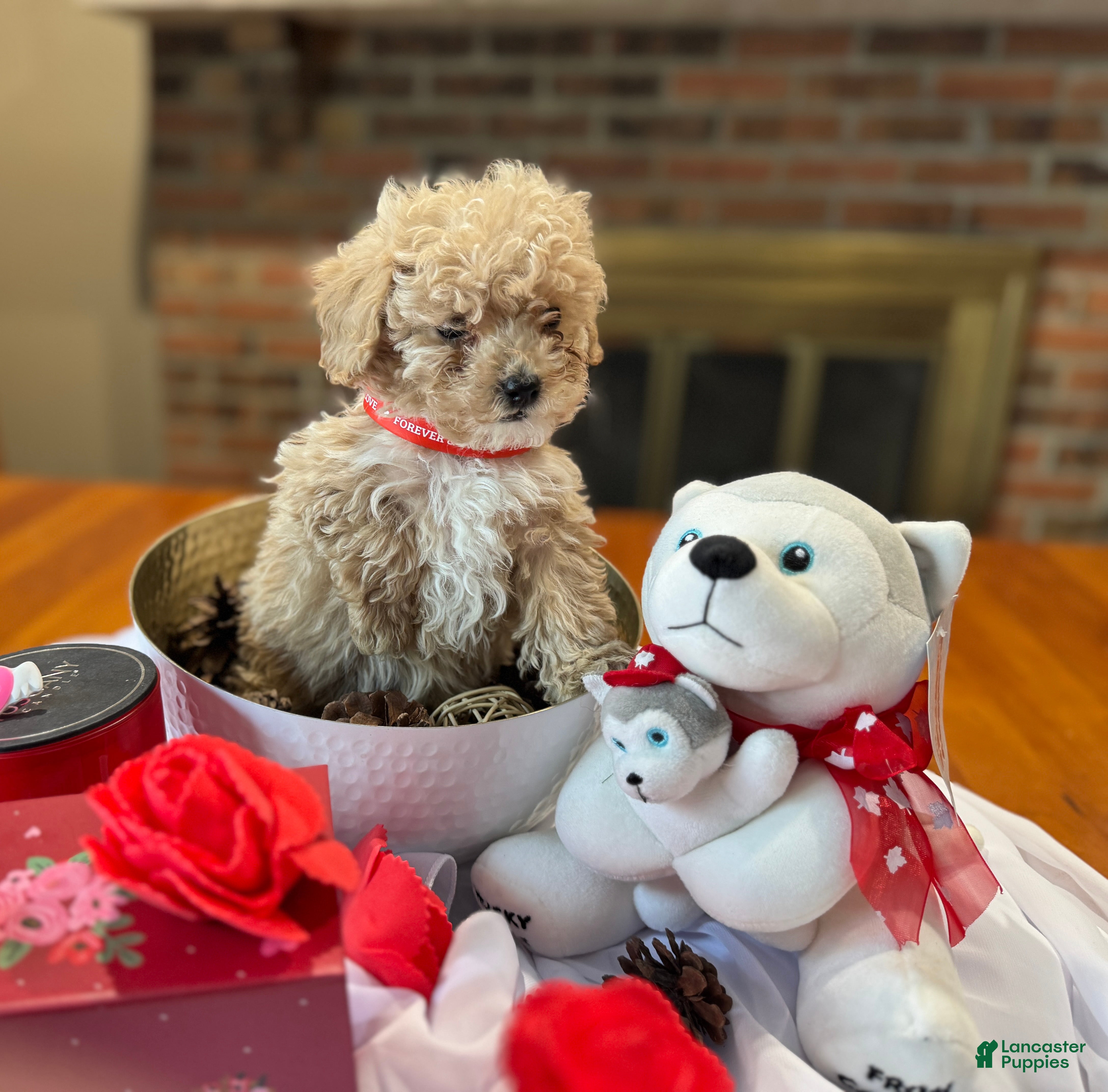 Toy Poodle dogs Teddy - Ad 13