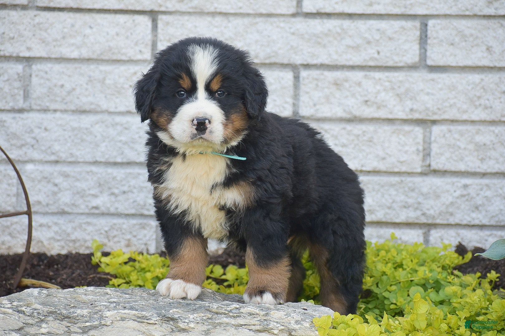 Bernese Mountain Dog dogs for sale: Sutton - Ad 1