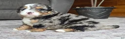 Mini Bernedoodle dogs for sale: Mini Shadow - Ad 23