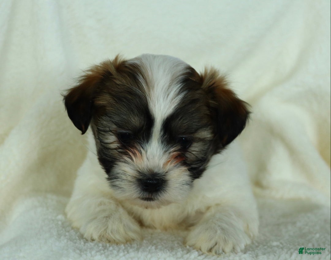 Teddy Bear dogs for sale: Raina - Ad 3