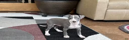 Italian Greyhound dogs for sale: Mj - Ad 2