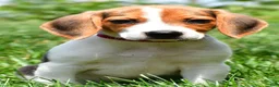 Beagle dogs for sale: Daisy - Ad 1
