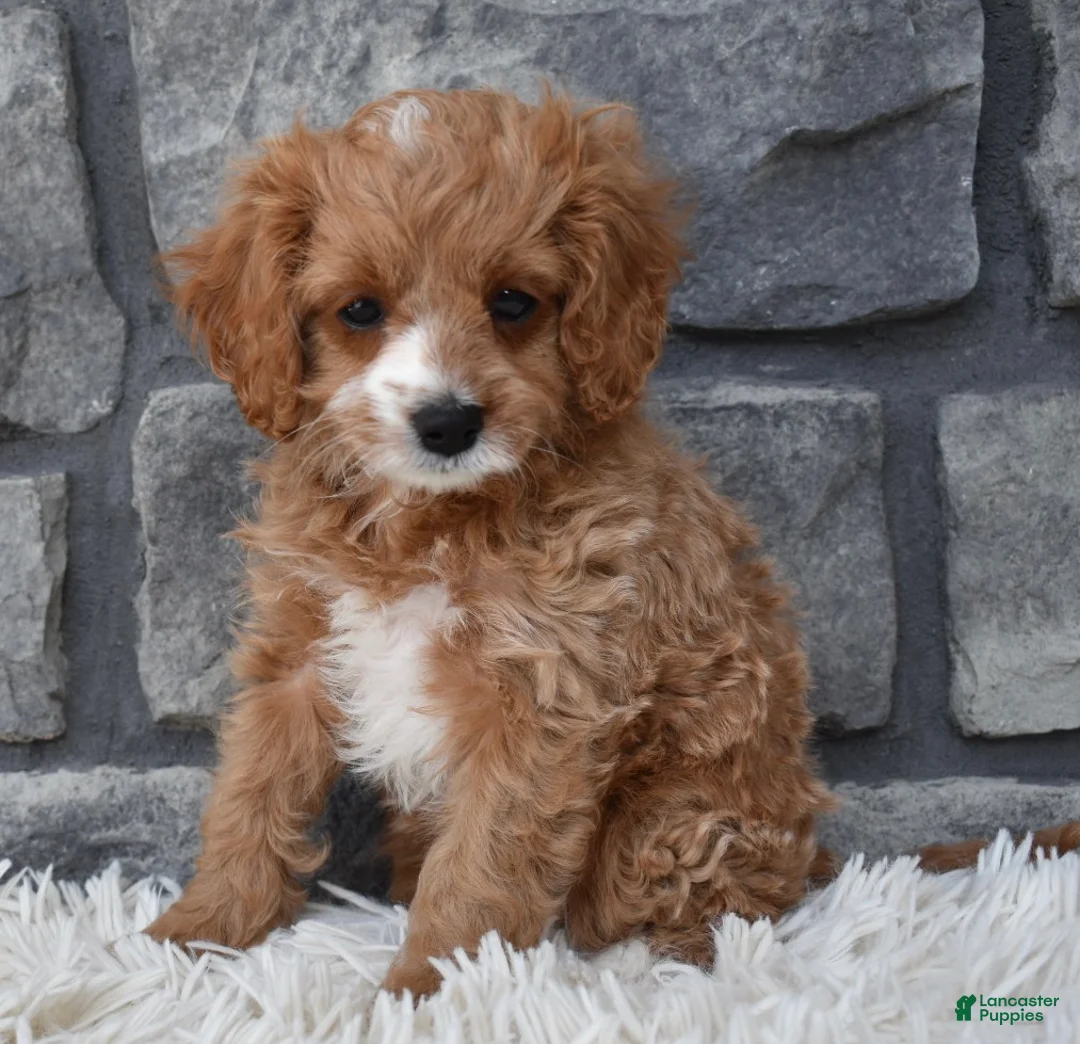 Cavapoo dogs for sale: Sophie  - Ad 1