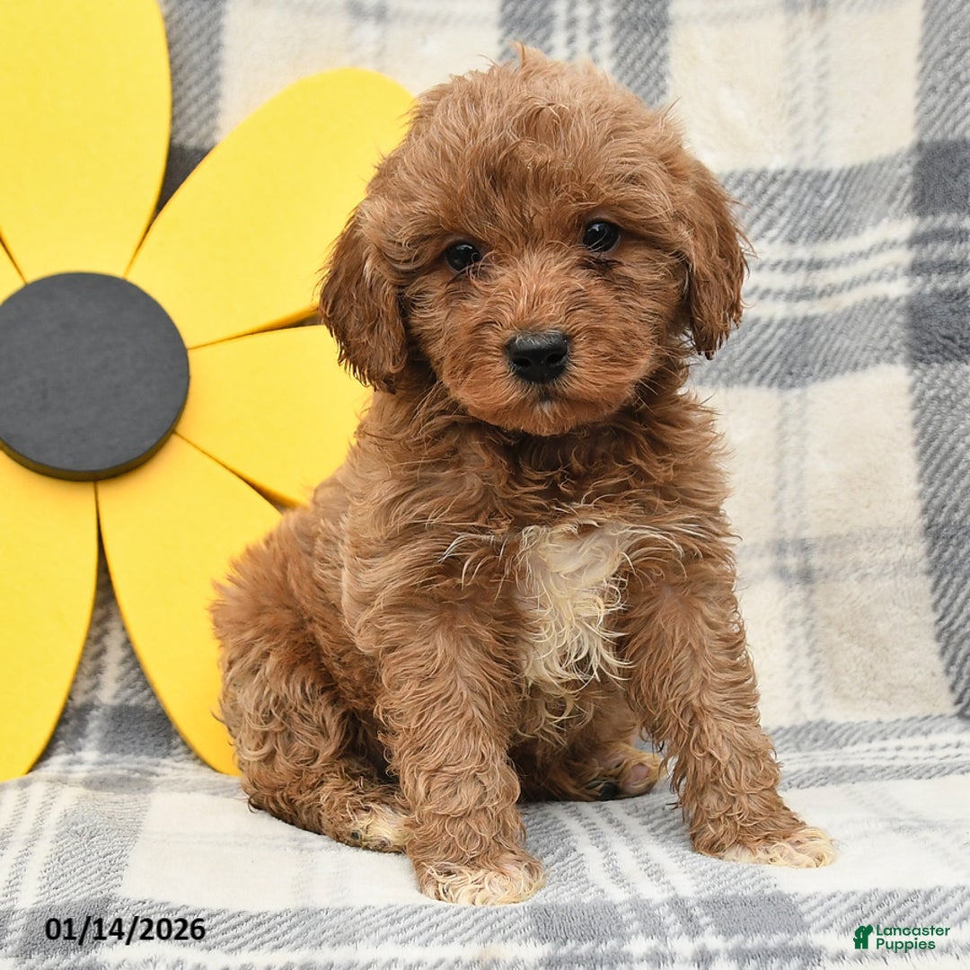 Miniature Poodle dogs for sale: Jace - Ad 2