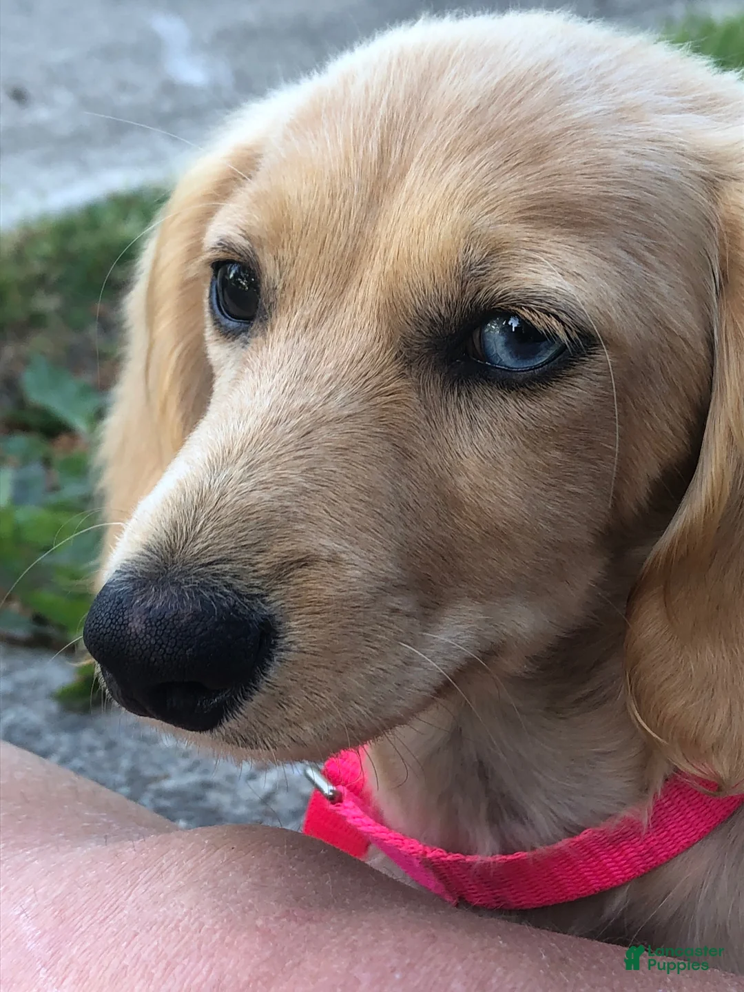 Miniature Dachshund dogs for sale: Cinnamon of Maple Valley Boulevard - Ad 7