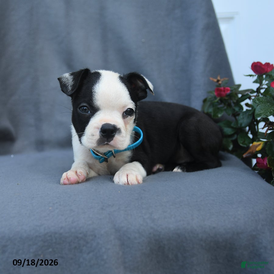 Boston Terrier dogs Oscar - Ad 2