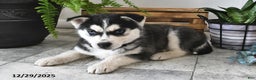 Siberian Husky dogs for sale: Blaze - Ad 3