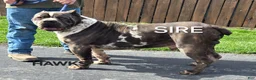 Mixed Breed dogs for sale: Hawks Sunny - Ad 10