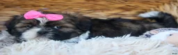 Shih Tzu dogs for sale: RUBY - Ad 7