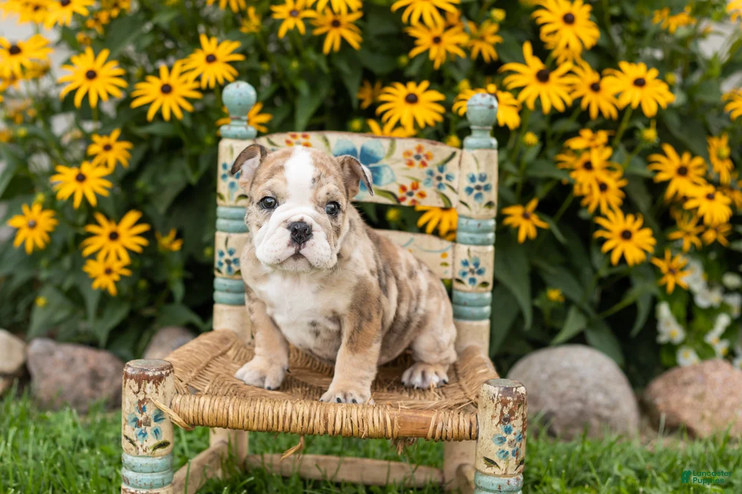 English Bulldog dogs for sale: Buster  - Ad 1