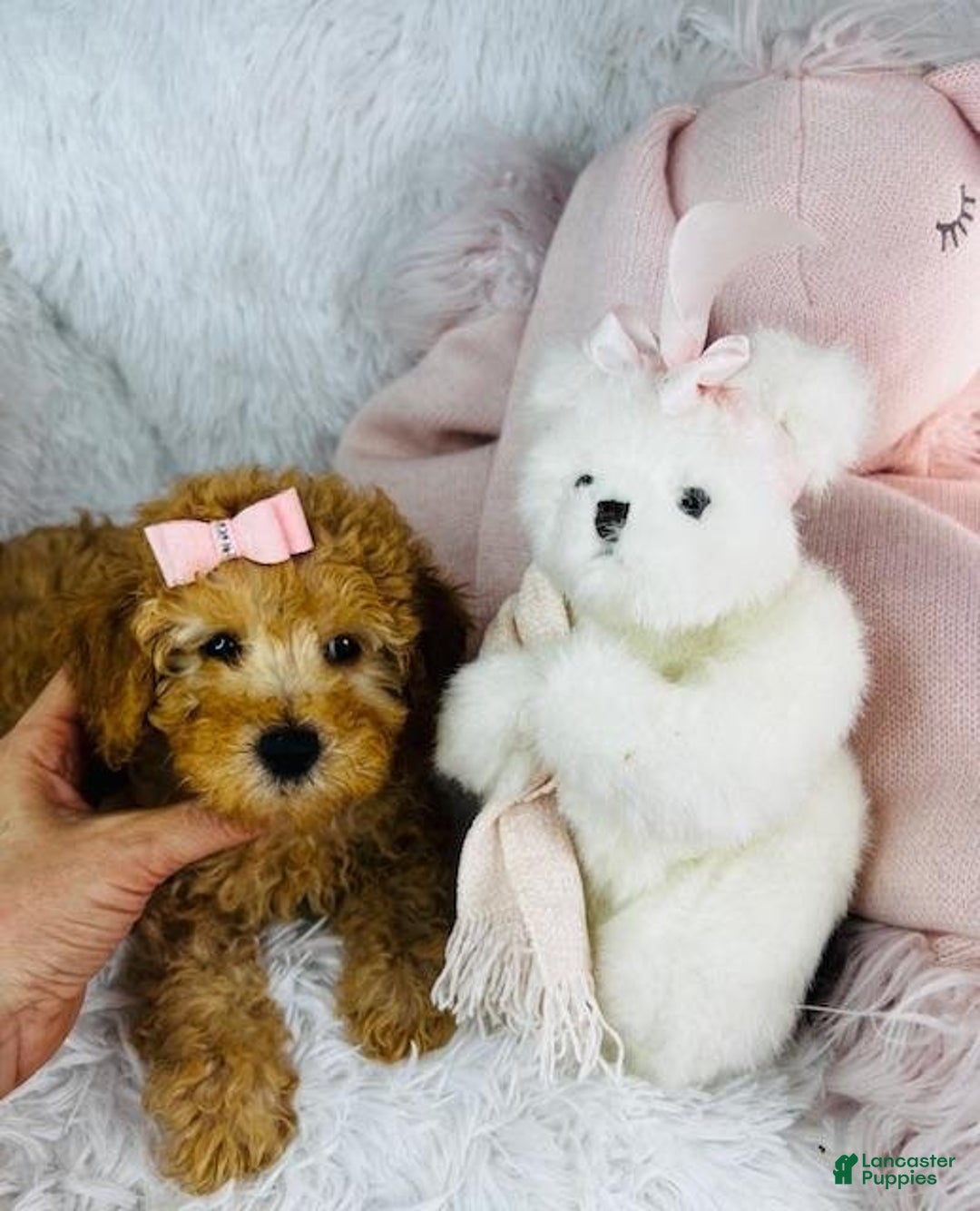 Poodle Pups Micro Teacup Poodle Breeders Toy Poodle Puppy For Sale