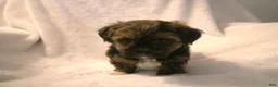 Shorkie dogs for sale: Bear - Ad 6