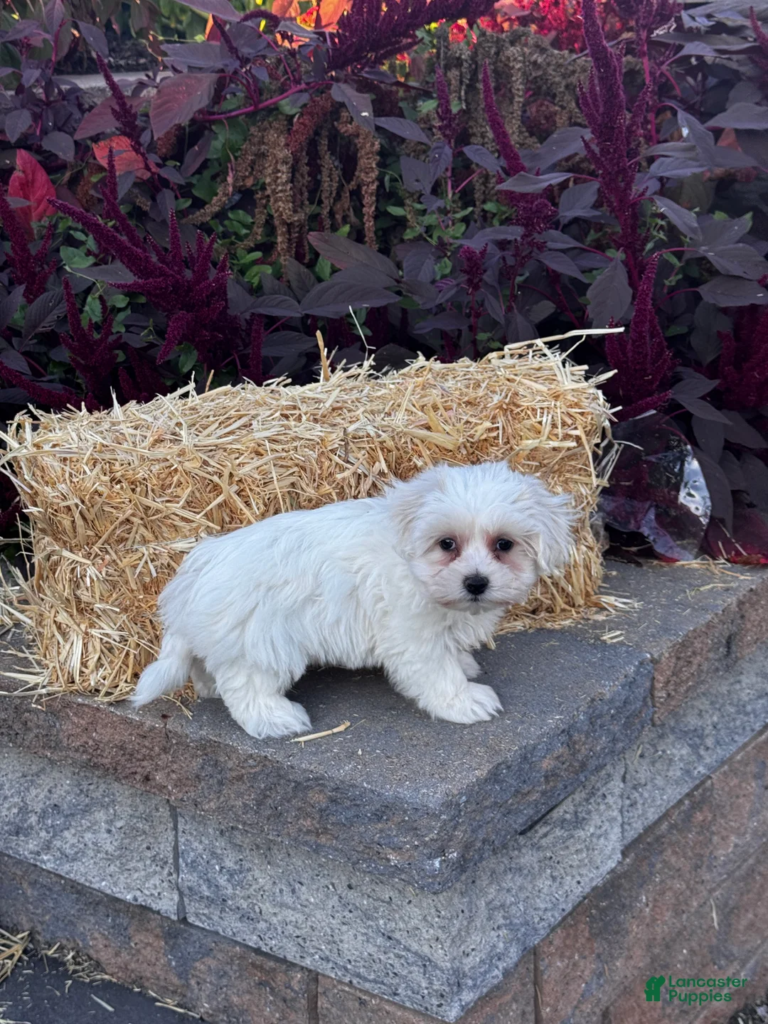 Coton De Tulear dogs for sale: Chico - Ad 2