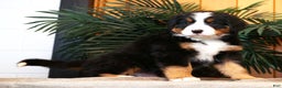 Bernese Mountain Dog dogs for sale: Jordan - Ad 3