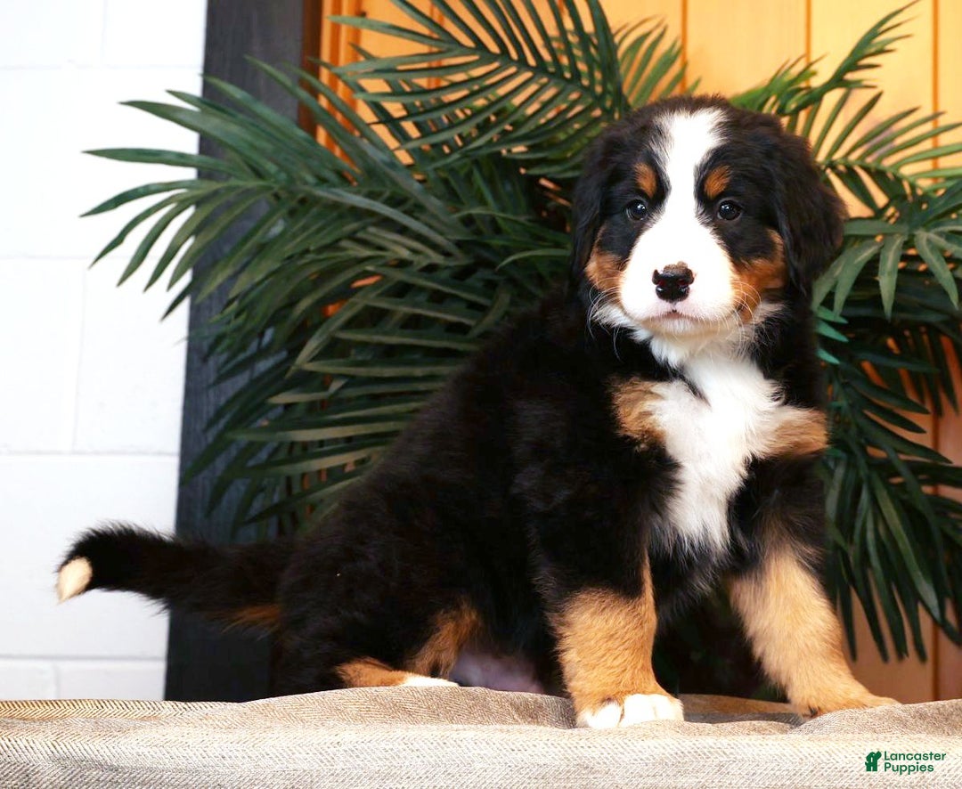Bernese Mountain Dog dogs for sale: Jordan - Ad 3