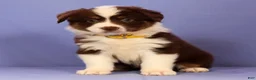 Miniature Australian Shepherd dogs for sale: Marie - Ad 5