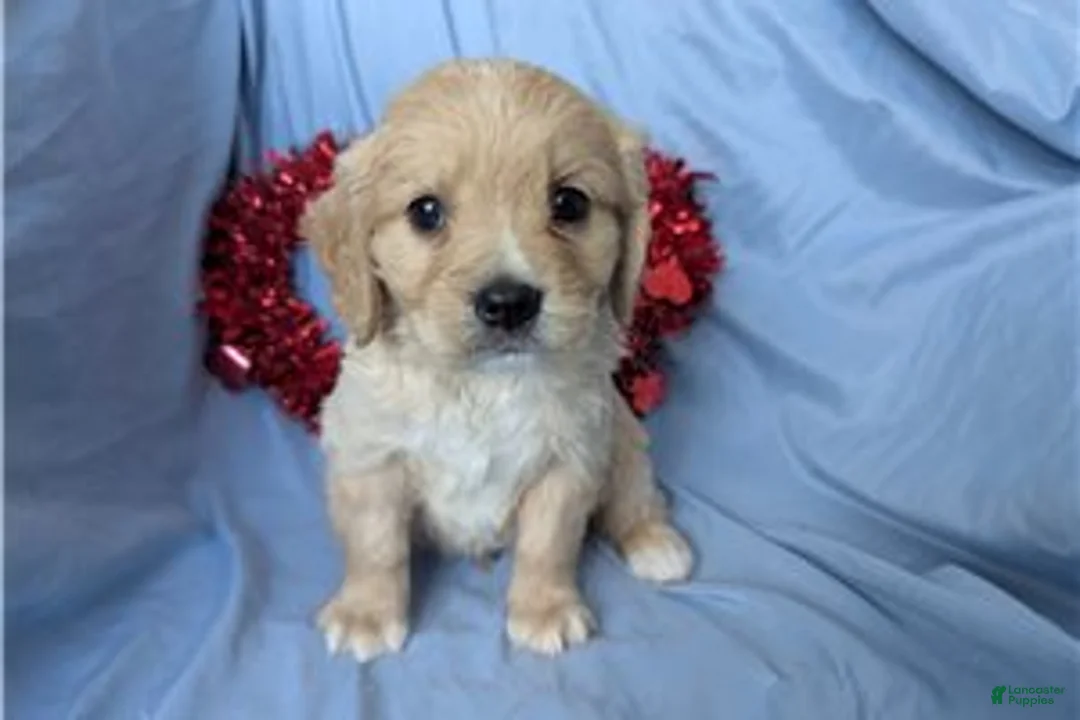 Mixed Breed dogs for sale: Deputy - Ad 6