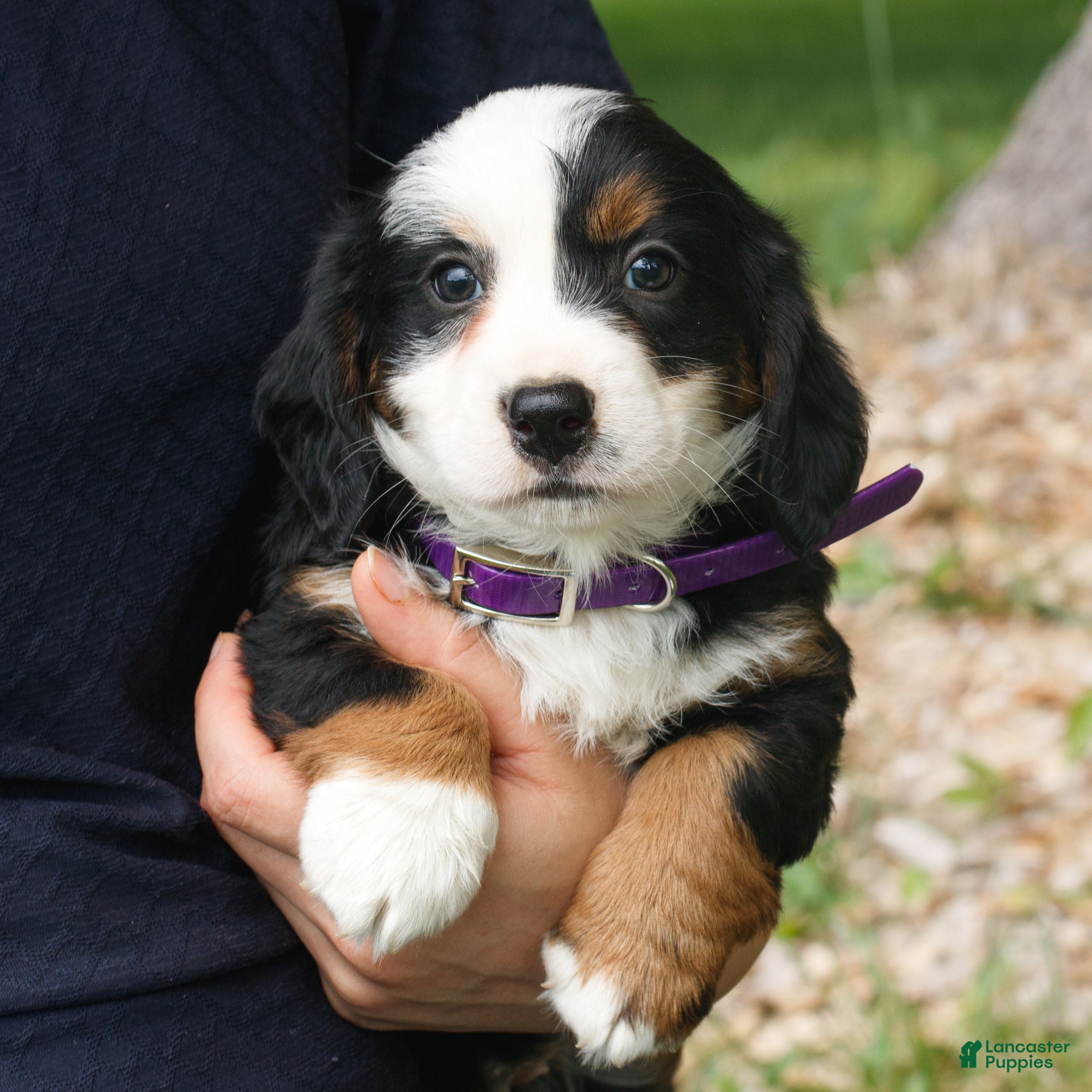 Mini Bernedoodle dogs Charlotte  - Ad 2
