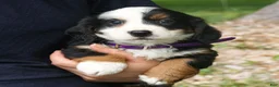 Mini Bernedoodle dogs for sale: Charlotte  - Ad 2