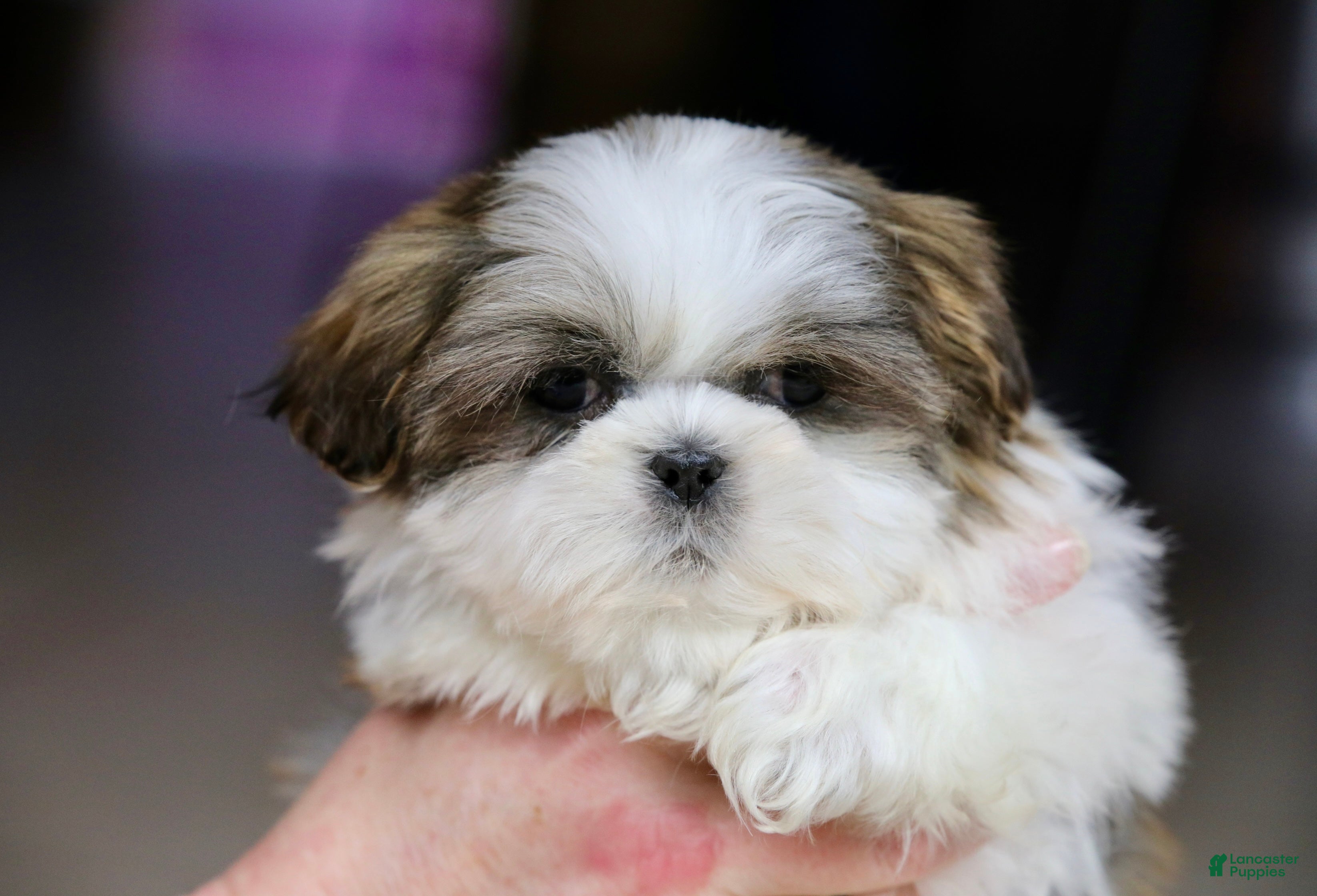 Shih Tzu dogs Wylee - Ad 42