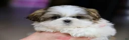 Shih Tzu dogs for sale: Wylee - Ad 1