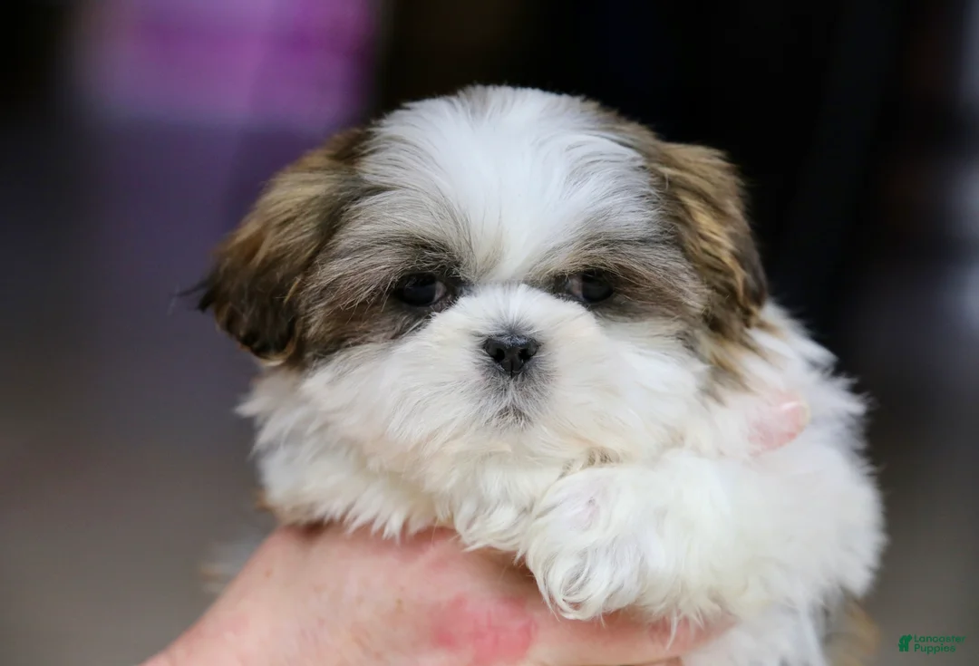 Shih Tzu dogs for sale: Wylee - Ad 1