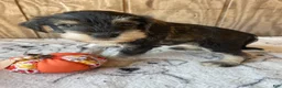 Miniature Schnauzer dogs for sale: Kirby - Ad 2