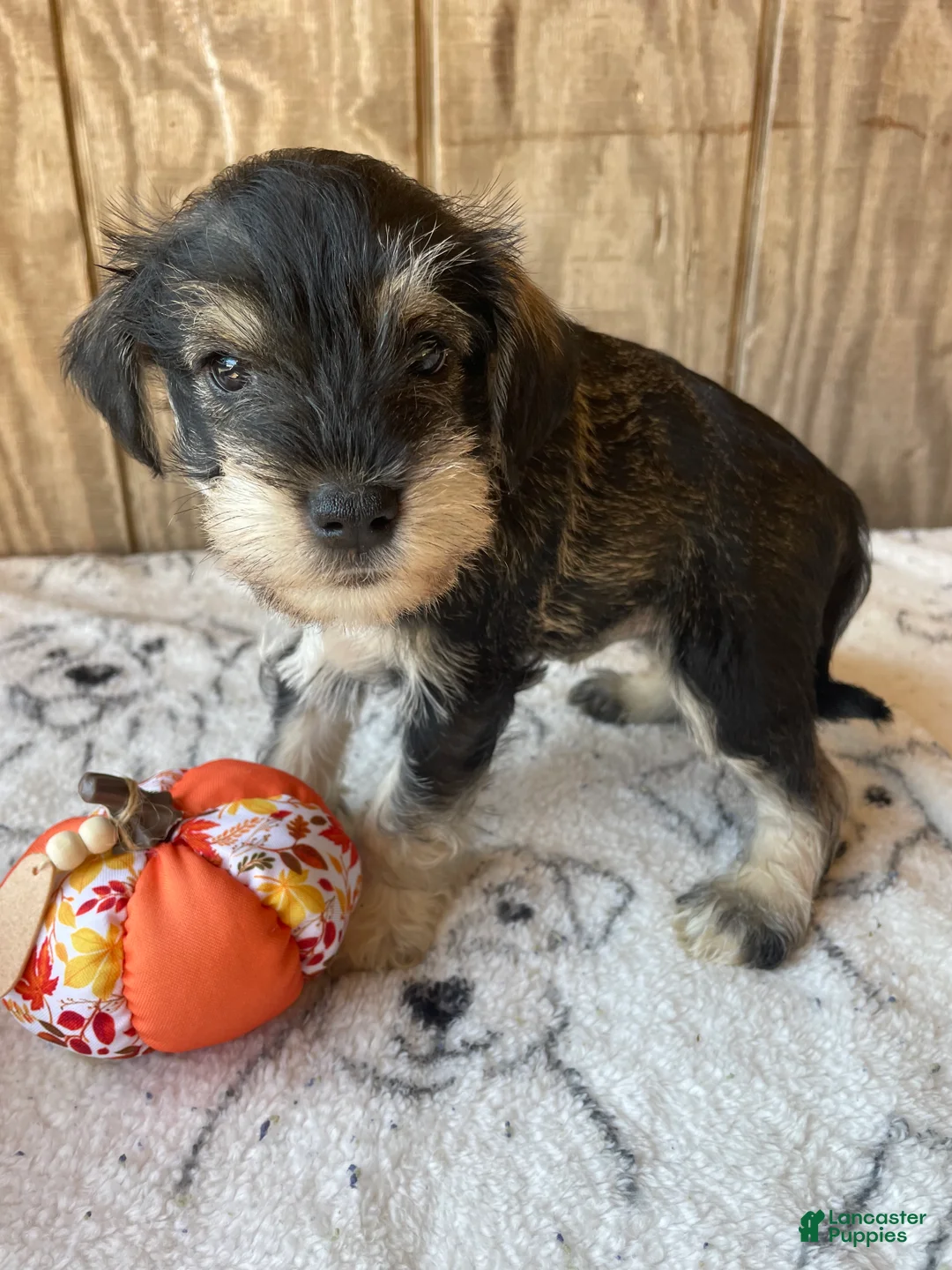 Miniature Schnauzer dogs for sale: Kirby - Ad 2