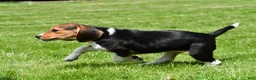 Beagle dogs for sale: Macy - Ad 8