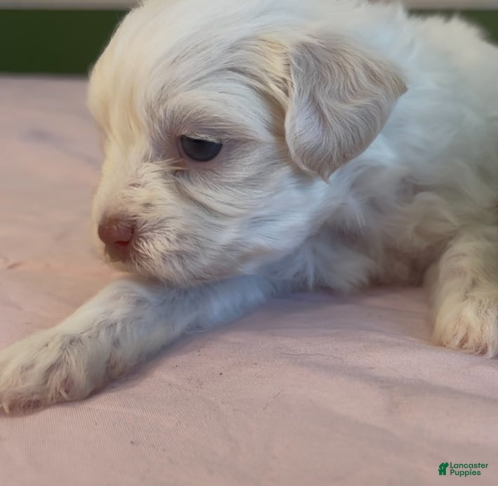 Shorkie dogs Shorkie Puppy 3 - Ad 24