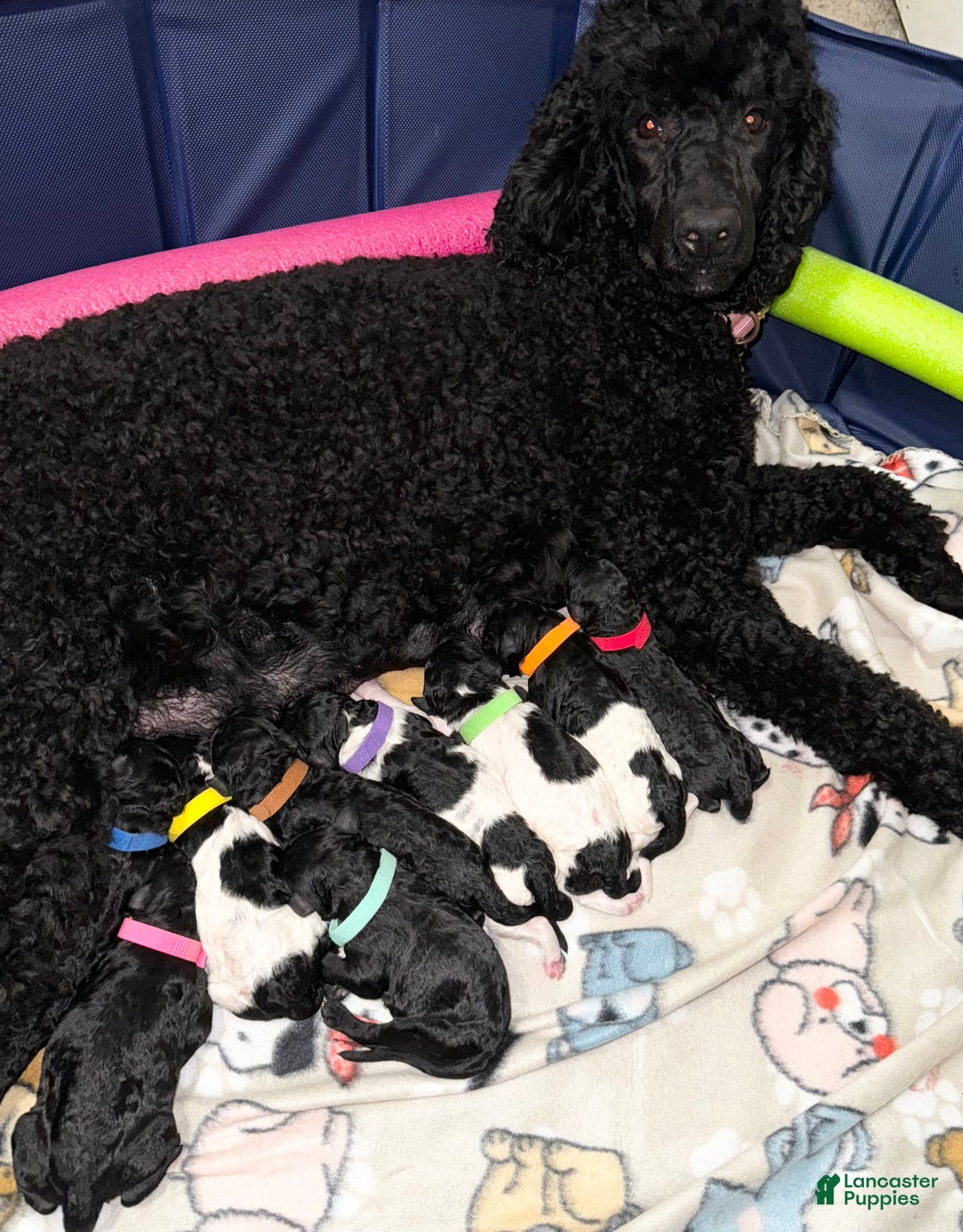Standard Poodle dogs for sale: Standard Poodle Puppy 2 - Ad 4