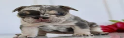 French Bulldog dogs for sale: Debi - Ad 3