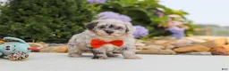 Havapoo dogs for sale: Buddy - Ad 12
