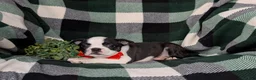 Boston Terrier dogs for sale: Egypt - Ad 4