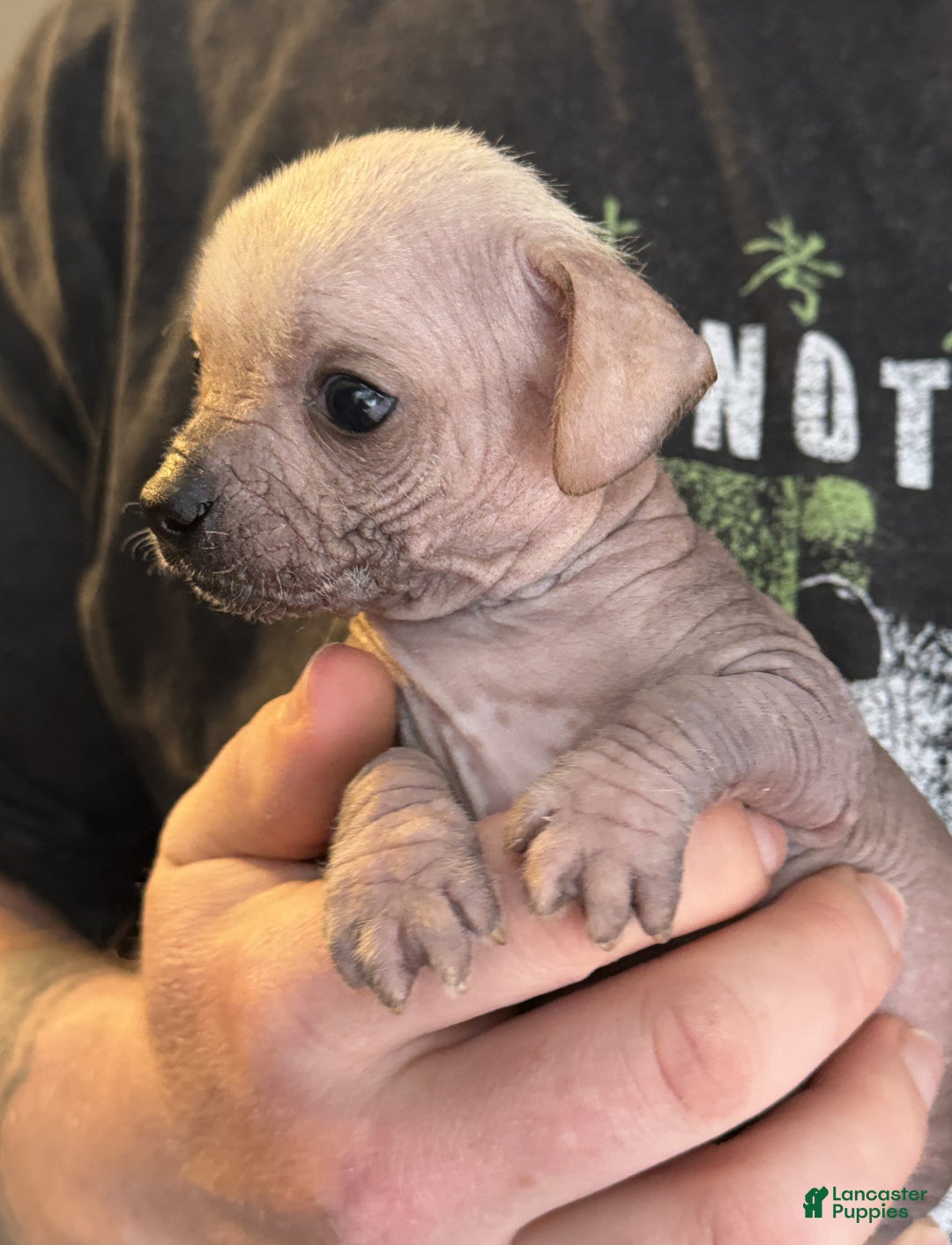 Mixed Breed dogs for sale: Ramstein  - Ad 14