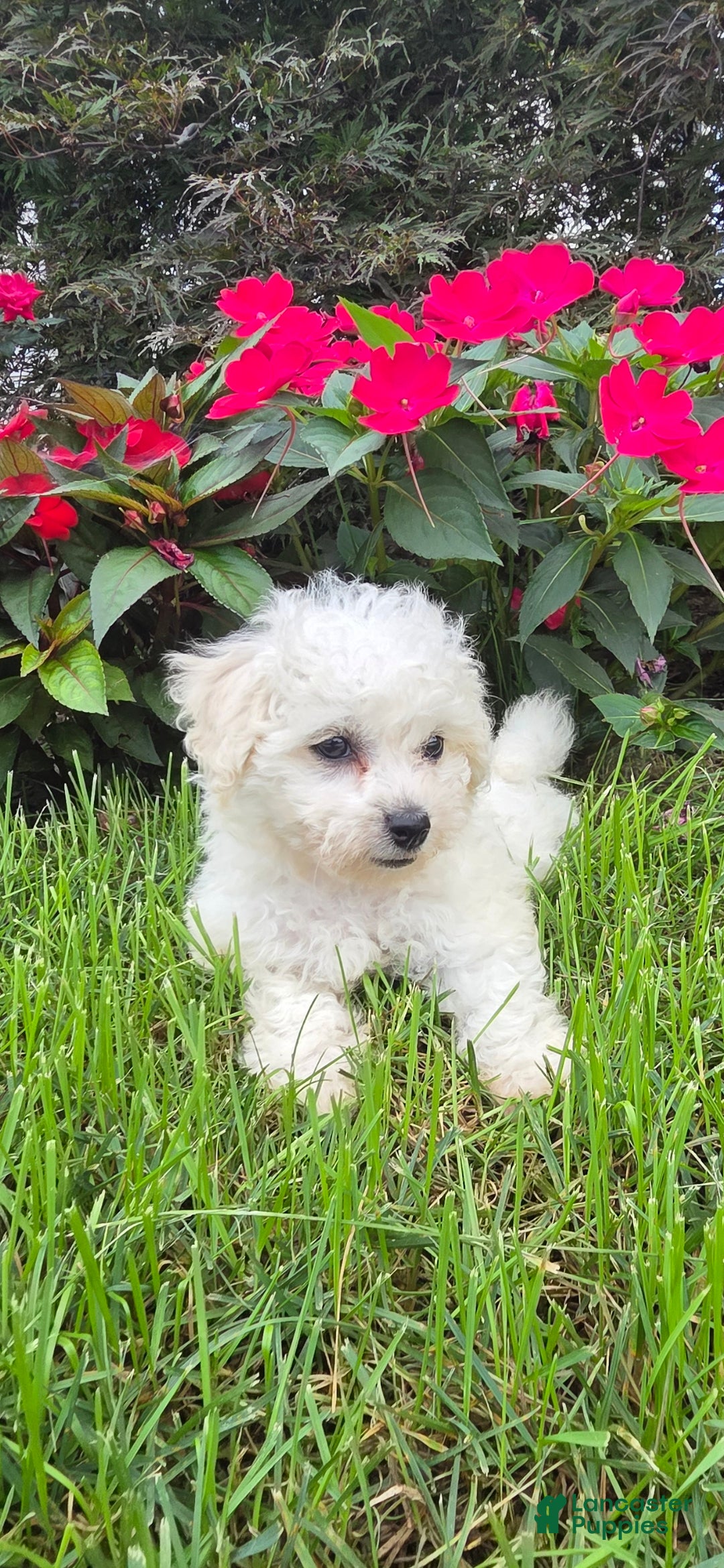 Bichon Frise dogs Bichon Frise 1 - Ad 4