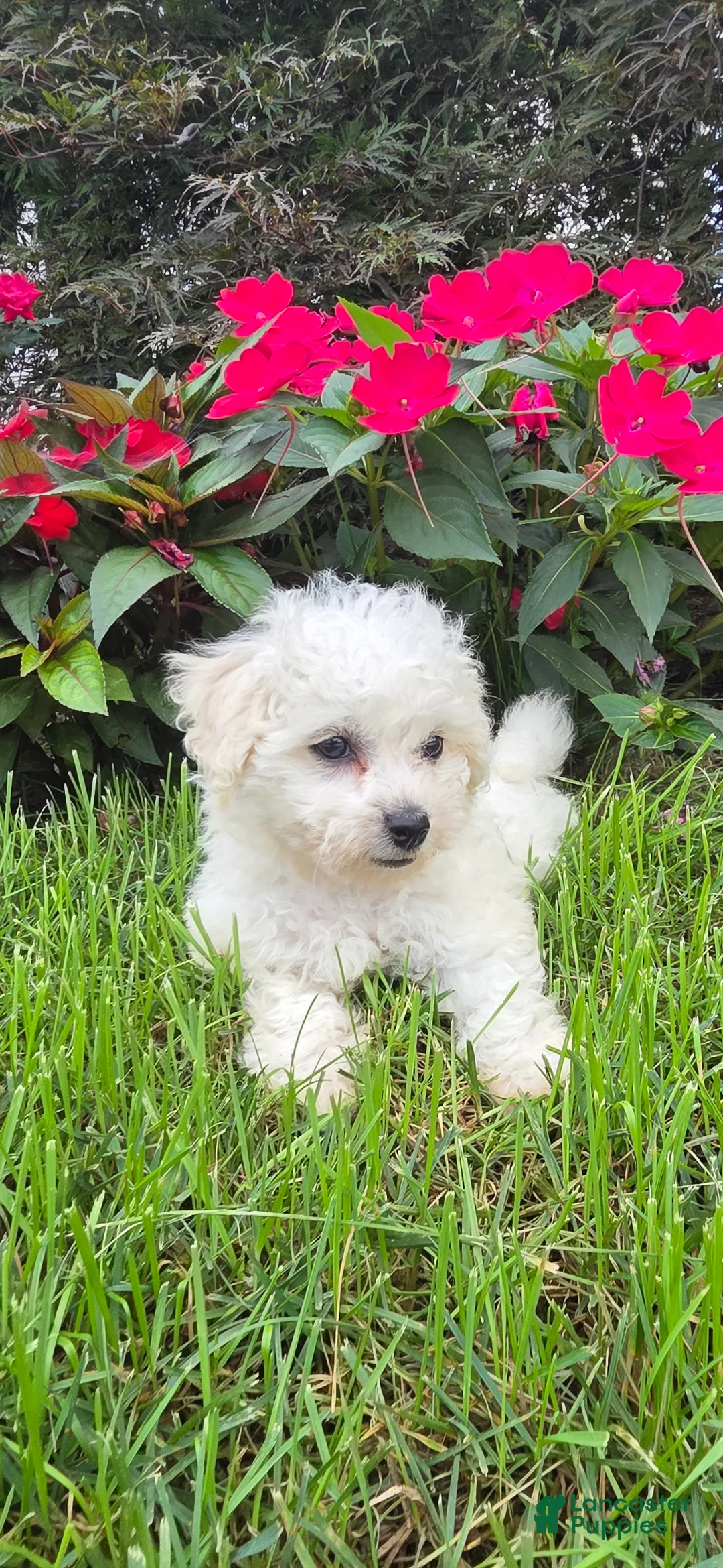 Bichon Frise dogs for sale: Bichon Frise 1 - Ad 1