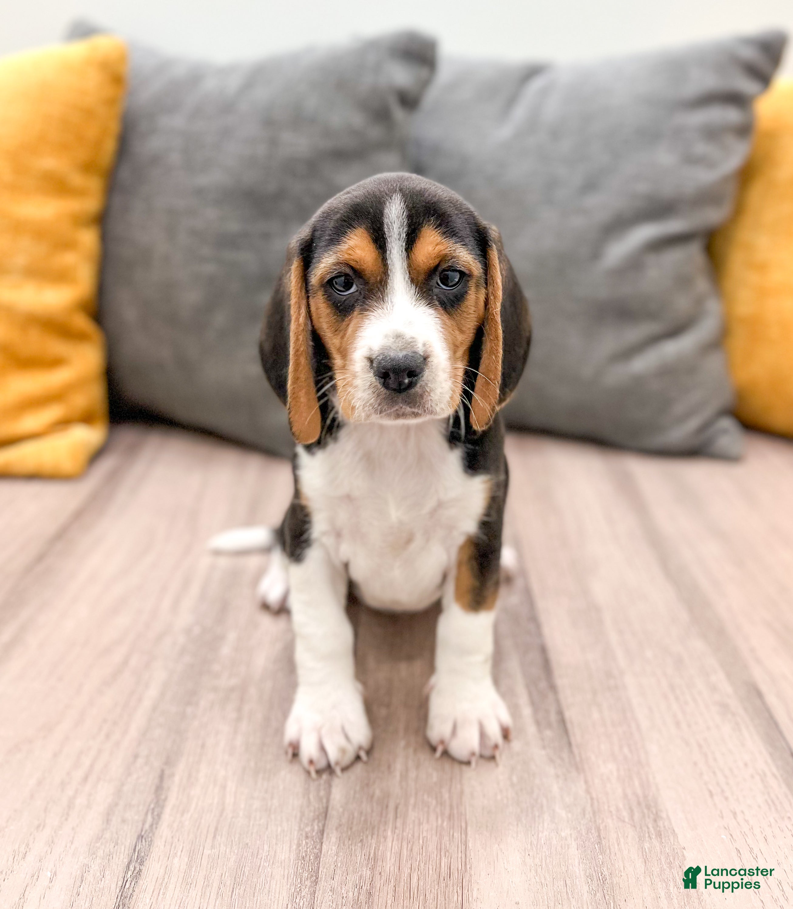 Beagle dogs Molly - Ad 16