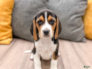 Beagle dogs Molly - Ad 7