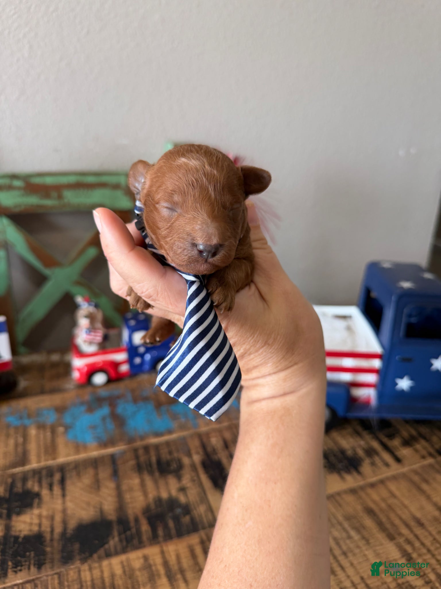 Toy Poodle dogs for sale: Akc Bred the Color Red Boy - Ad 7