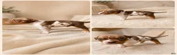 American Bully dogs for sale: American Bully Puppy 5 - Ad 12