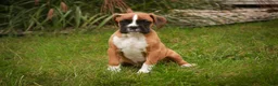Boxer dogs for sale: Elam - Ad 3