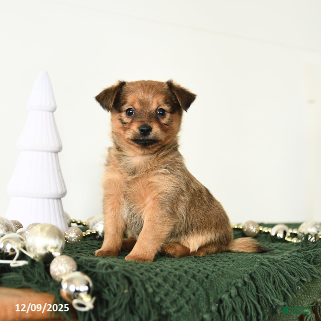 Mixed Breed dogs for sale: Leo - Ad 3